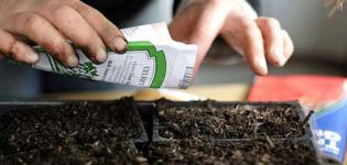 ¿Cuál es la vida útil de las semillas de tomate y cuántos años siguen siendo viables?