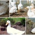 Arten und Gewicht der Indo-Enten, Beschreibung und Merkmale der weißen französischen Rasse