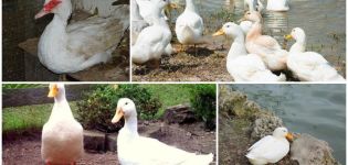 Tipi e peso degli Indo-Ducks, descrizione e caratteristiche della razza bianca francese
