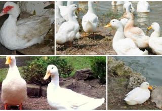 Typy i waga kaczek indyjskich, opis i cechy białej rasy francuskiej