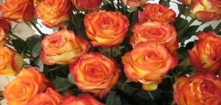 Cirko rožių auginimo aprašymas ir subtilybės