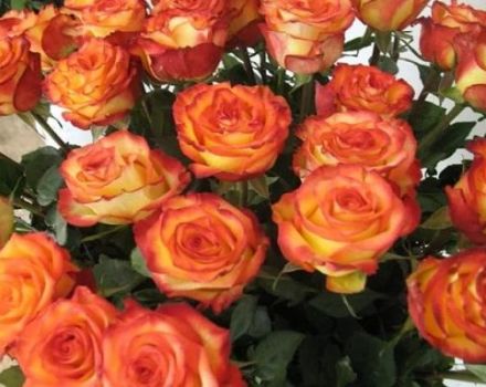 Description and subtleties of growing Circus roses