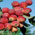 Aljonuška ābeļu selekcijas vēsture, īpašības un apraksts, audzēšanas reģioni