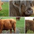 Mô tả về 7 giống bò mini lùn hàng đầu và sự phổ biến của chúng ở Nga