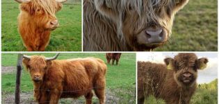 7 populārāko punduru mini-govju šķirņu apraksts un to popularitāte Krievijā