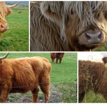 Description of the top 7 dwarf breeds of mini-cows and their popularity in Russia
