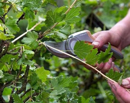 When and how to properly prune gooseberries for a good harvest