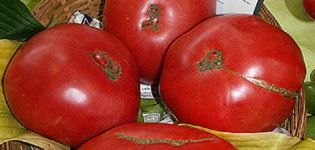 Descrizione della varietà di pomodoro Boyarynya F1, caratteristiche di coltivazione e cura