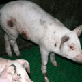 Oorzaken en symptomen van pokken bij varkens, thuisbehandelingsmethoden