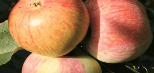 תיאור ומאפייני עץ התפוחים Bumazhnoe, היסטוריה של גידול ותשואה