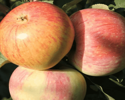 Opis a charakteristika odrody jabĺk Bumazhnoe, história šľachtenia a úrody