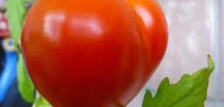 Japon domates çeşidinin tanımı ve özellikleri