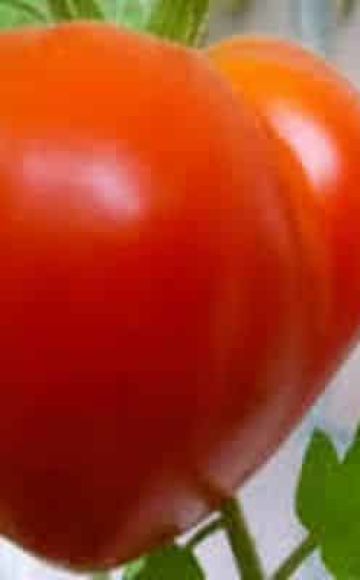 Descripción de la variedad de tomate japonés y sus características.