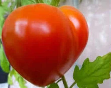 Mô tả giống cà chua Nhật Bản và đặc điểm của nó