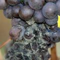 How and when to treat grapes from gray rot, how to deal with drugs and folk remedies
