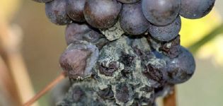 How and when to treat grapes from gray rot, how to deal with drugs and folk remedies