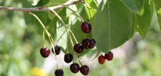 A magból termesztett Magaleb cseresznye Antipka fajtájának leírása és gondozási tippek