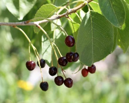 Description of the variety of Magaleb cherry Antipka, growing from seeds and tips for care