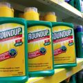 Instructions for the use of a continuous action herbicide Roundup against weeds and how to breed correctly