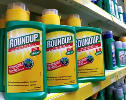 Instructions pour l'utilisation d'un herbicide à action continue Roundup contre les mauvaises herbes et comment se reproduire correctement