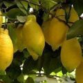 Description of Lunario lemon and features of home care