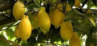 Popis citróna Lunario a vlastnosti domácej starostlivosti