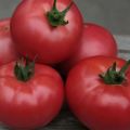 Egenskaber og beskrivelse af Kibo-tomatsorten, dens udbytte