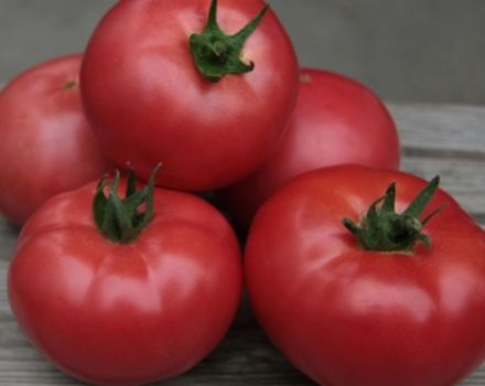 Egenskaber og beskrivelse af Kibo-tomatsorten, dens udbytte