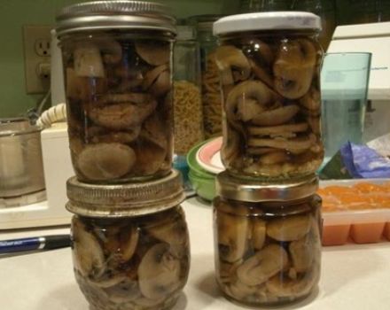 Recepten voor het zouten van piepende champignons voor de winter in potten op een warme en koude manier