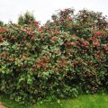 Description and characteristics of the viburnum gordovina, the rules for its planting and care