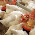 Cómo alimentar a los pollos de engorde en casa para un crecimiento rápido