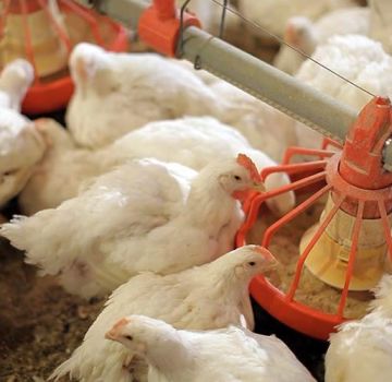 How to feed broilers at home for fast growth