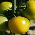 Beschrijving van het tomatenras Amber 530, opbrengst en kenmerken