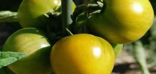 Pomidorų veislės Amber 530 aprašymas, derlius ir savybės