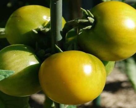 Description of the tomato variety Amber 530, yield and characteristics