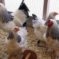 ¿Es posible alimentar a los pollos con cebada, cómo dar y germinar correctamente?