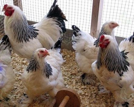 Je možné kŕmiť kurčatá jačmeňom, ako správne podávať a klíčiť