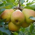 Descripción y características de la variedad de pera Veles, plantación y cuidado.