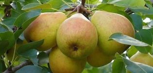 Description and characteristics of the Veles pear variety, planting and care