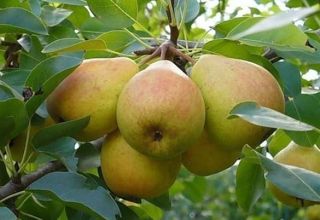 Beschreibung und Eigenschaften der Veles Birnensorte, Pflanzung und Pflege
