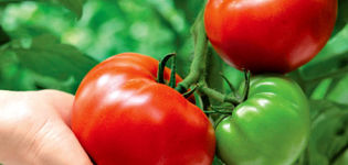 Krasnobay tomātu šķirnes raksturojums un apraksts, tā raža