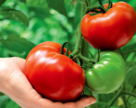 Características y descripción de la variedad de tomate Krasnobay, su rendimiento.