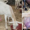 Wie und wie man Mastitis bei Ziegen zu Hause behandelt