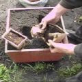 Cómo cultivar y cuidar el jengibre en campo abierto y cuándo cosechar