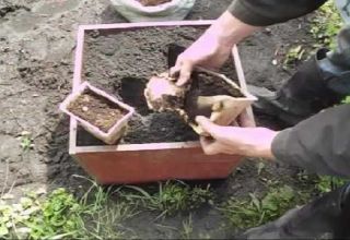 Kā audzēt un rūpēties par ingveru atklātā laukā un kad novākt ražu