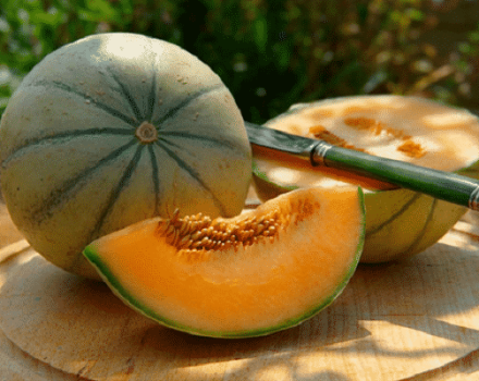 Beschrijving van de variëteit van meloen Cantaloupe (Musk), zijn soorten en kenmerken