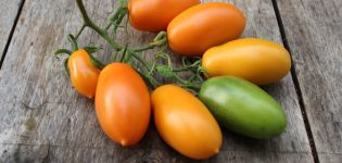 Tomaattilajikkeiden ominaisuudet ja kuvaus Banaanipunainen, keltainen, vaaleanpunainen ja kirjava, sato