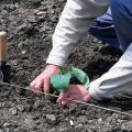 Jak prawidłowo sadzić bakłażany w otwartym terenie: schemat sadzenia, środki agrotechniczne, płodozmian