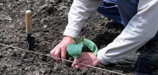 Cómo plantar correctamente berenjenas en campo abierto: esquema de siembra, medidas agrotécnicas, rotación de cultivos