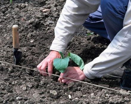 Wie man Auberginen richtig auf offenem Boden pflanzt: Pflanzschema, agrotechnische Maßnahmen, Fruchtfolge